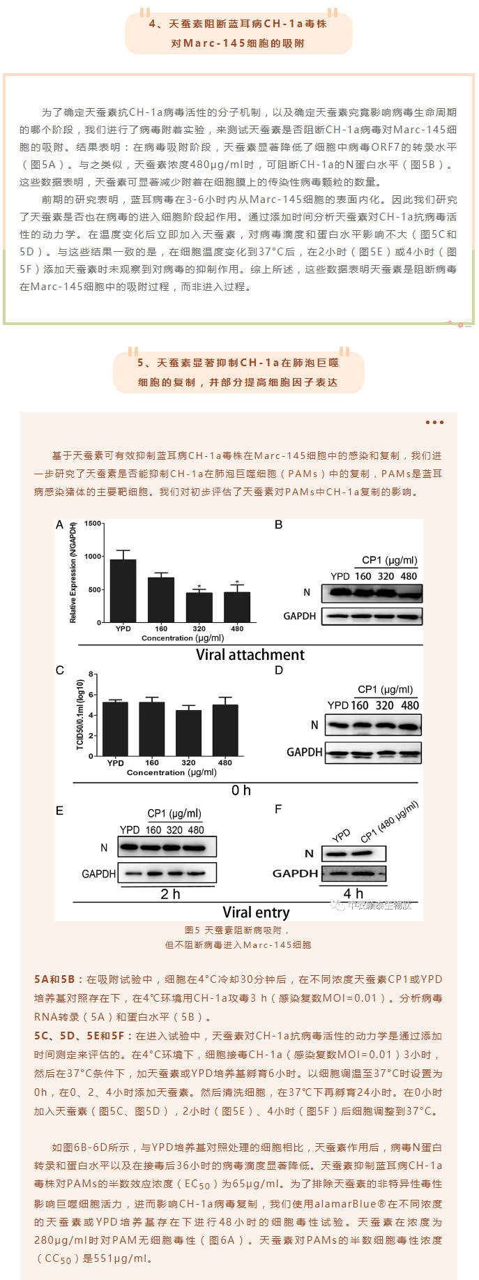 天蠶素抗菌肽抑制豬藍(lán)耳病毒的研究_05